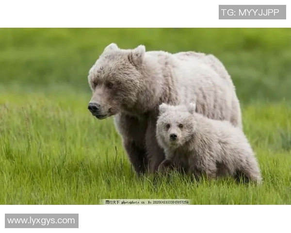 灰熊栖息地与行为研究：探索北美最大的陆地食肉动物生活习性